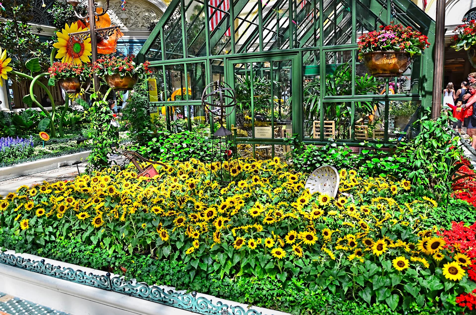 Past Bellagio Conservatory display with a dense bed of yellow sunflowers, hanging flower baskets, and a green glass greenhouse structure.