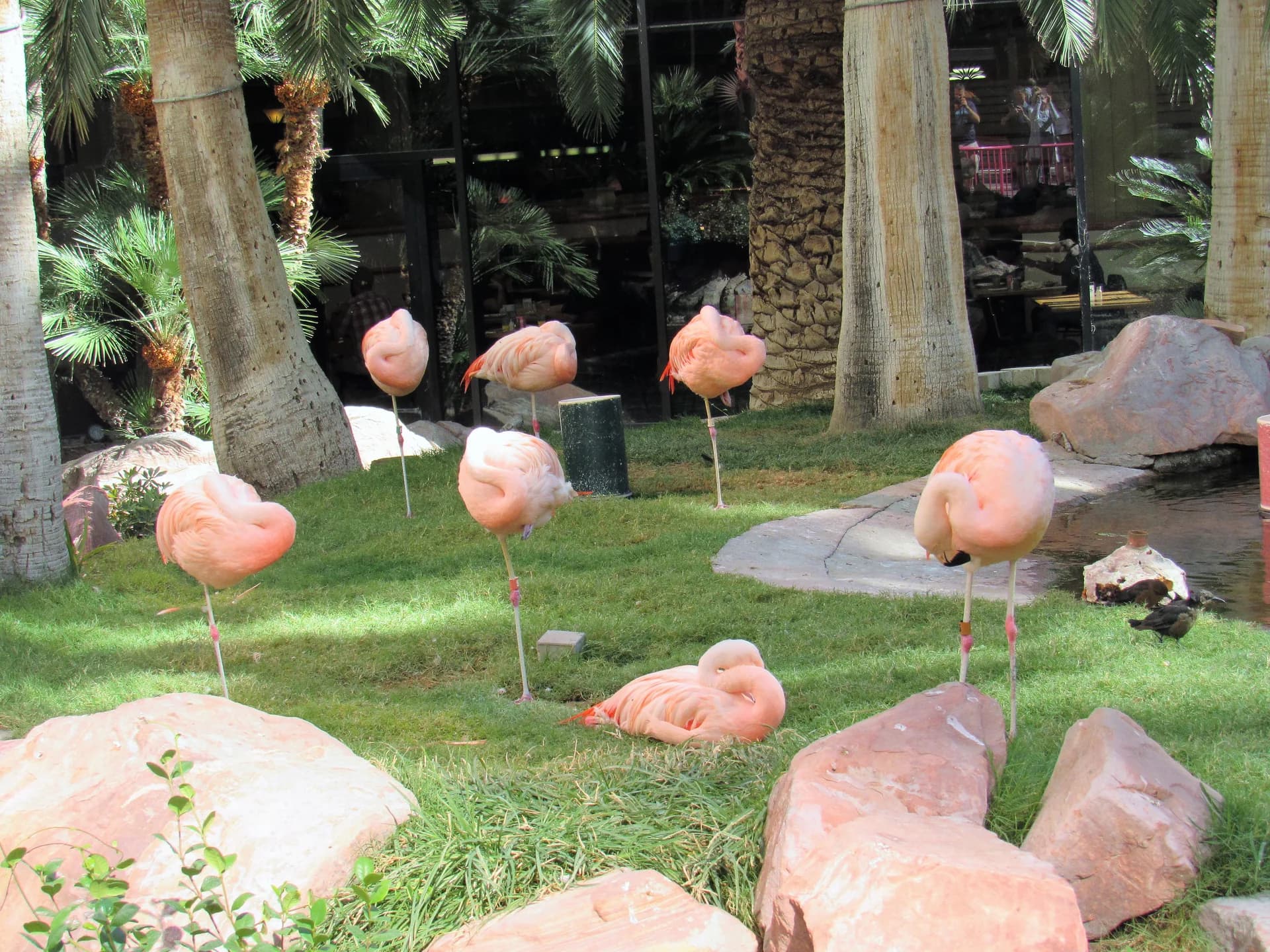 Several pink flamingos resting and standing on grass beside rocks and a small pond in the Flamingo Wildlife Habitat.